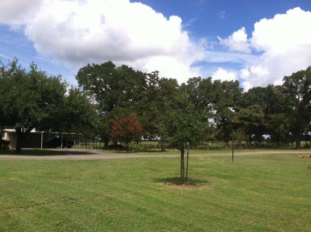 Live Oak- Mr. Callaham2